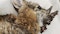 Rabbits with ‘horns’ in Colorado are being called ‘Frankenstein bunnies.’ Here’s why
