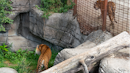 Denmark zoo asks the public to donate unwanted small pets or horses to feed captive predators