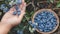 Blueberries studied as natural arthritis treatment by Oklahoma researchers