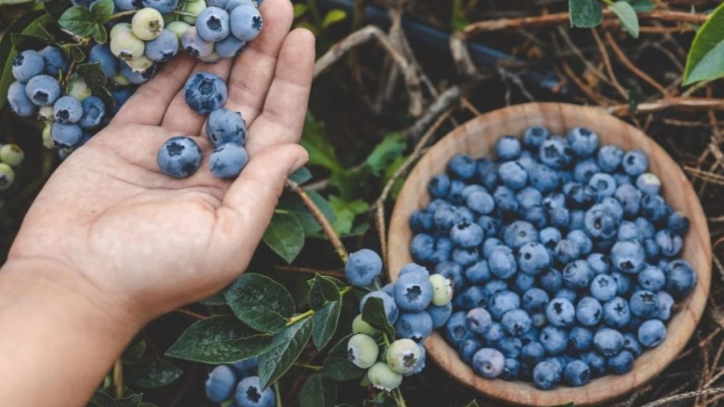 Wild Blueberries