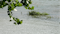 Flood Warnings & Advisories issued for the Illinois River; GRDA shuts down floating for the weekend