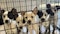 Community raises $140K to help Skiatook Paws and Claws Animal Rescue amid 'financial crisis'