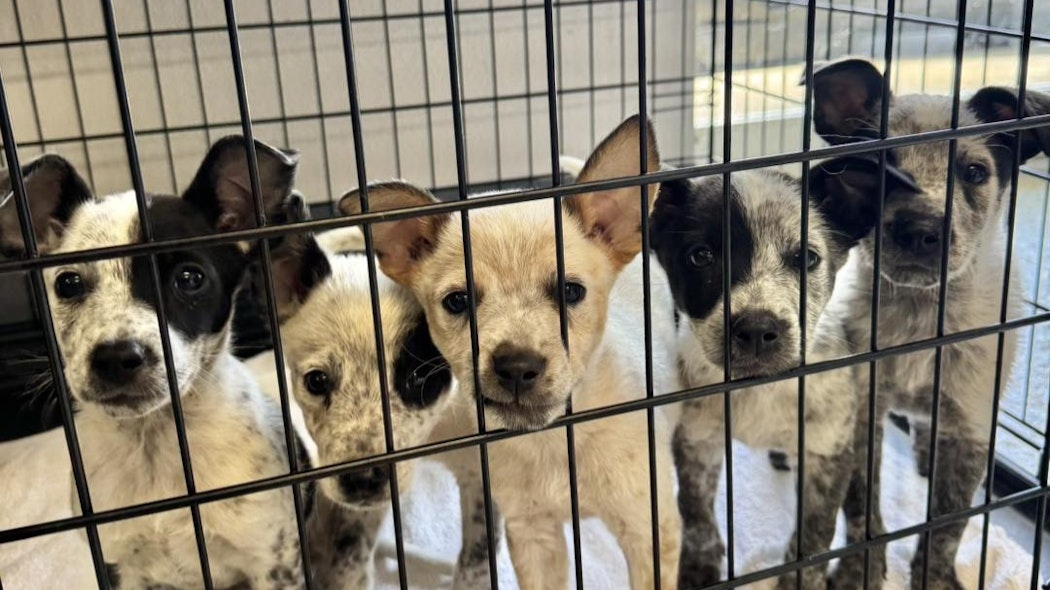 Puppies at Skiatook Paws and Claws