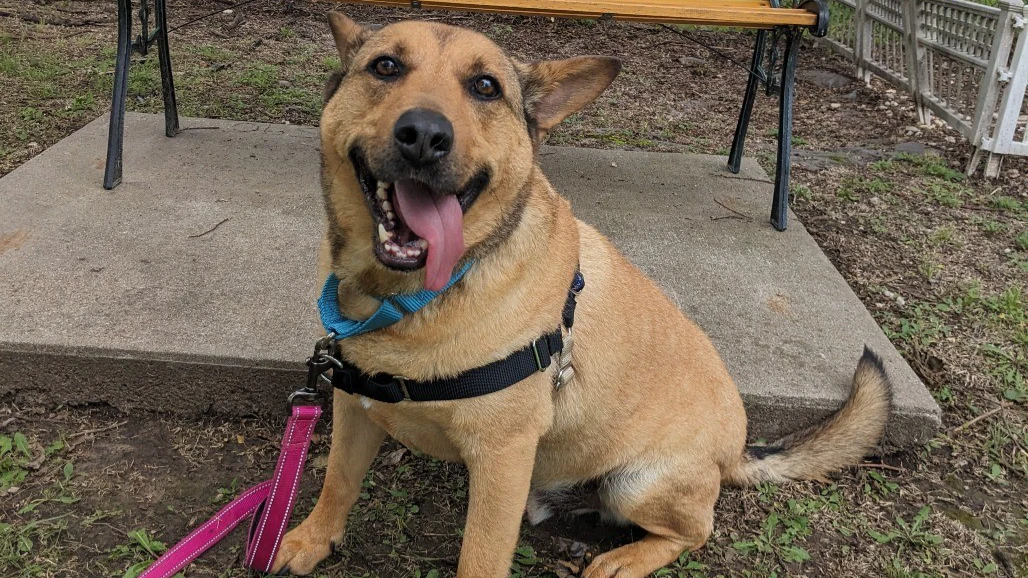 Tulsa SPCA Dexter