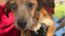Oklahoma lawmakers to study ‘critical’ cat and dog overpopulation crisis