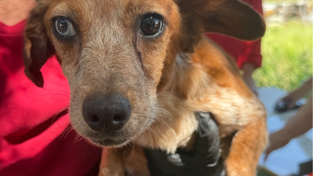 42 dogs rescued from Kellyville home