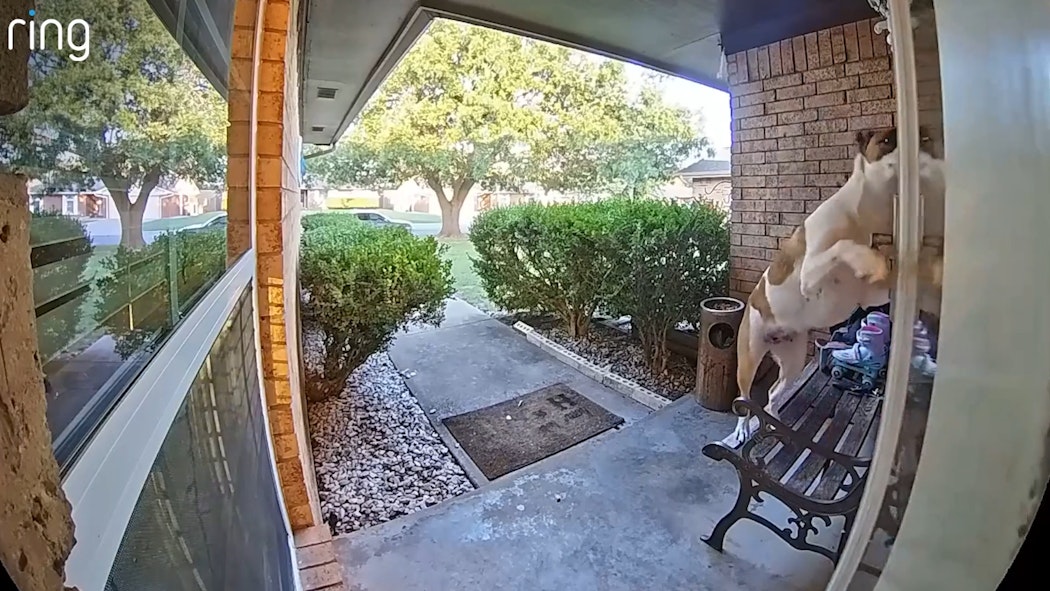 Hazel the Dog opens door by herself