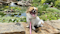Tulsa Botanic Garden hosting ‘Dog Night’ for National Mutt Day