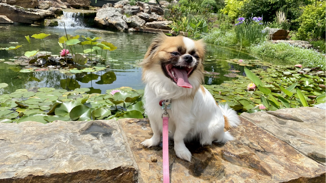 Dog Nights at Tulsa Botanic Garden