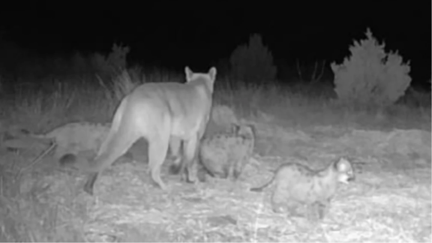 Mountain Lion Kittens