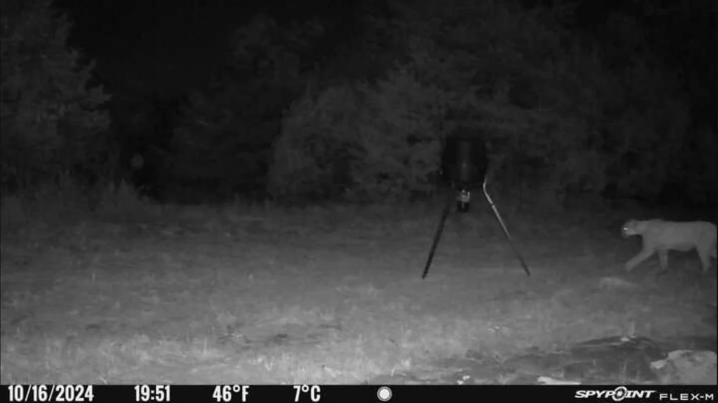 Trail Cam Mountain Lion