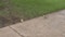 Bixby firefighters rescue ducklings from storm drain