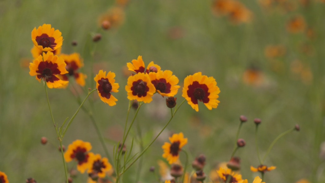 Tulsa wildflowers