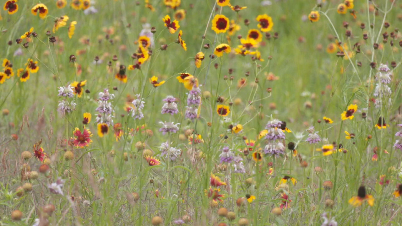 Tulsa wildflowers