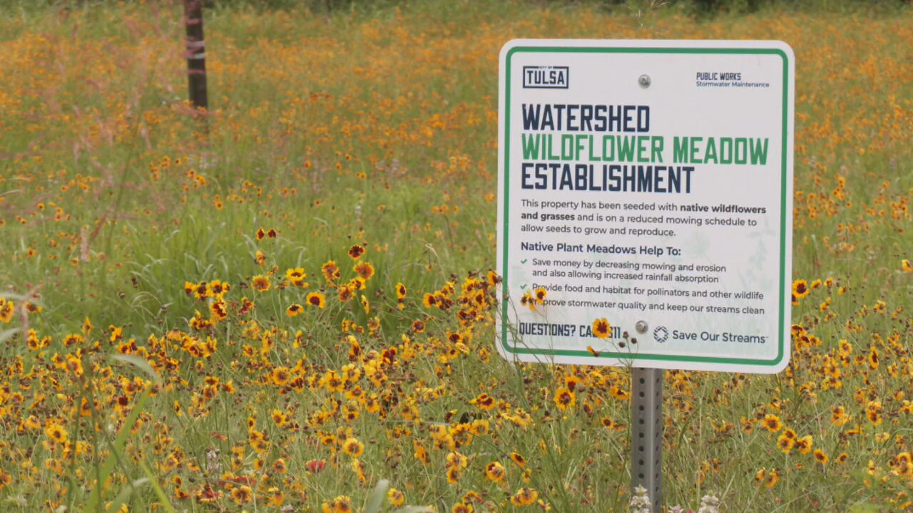 Tulsa wildflowers