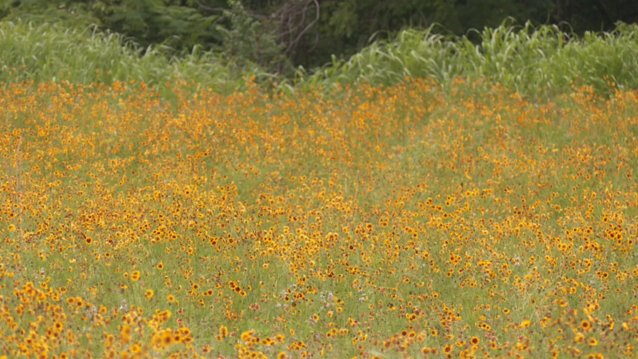 Tulsa wildflowers