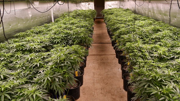 Illegal marijuana - Craig and Mayes Counties