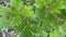 Fungal plant diseases rise in Oklahoma gardens after wet spring