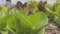 Stillwater community garden reports overnight theft of plants