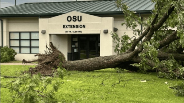 Tree ripped from ground near OSU Extension in McAlester