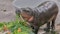 Moo Deng: Baby hippo celebrates first birthday at Thailand zoo