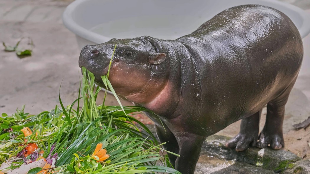 Pygmy hippo Moo Deng celebrates first birthday