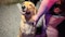 Dog alerts couple to overnight apartment fire in northwest Oklahoma City