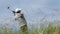 The Open 2025: Scottie Scheffler Takes Command with Career-Best 64 on Friday