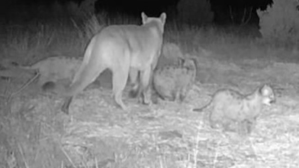 Mountain Lion kittens