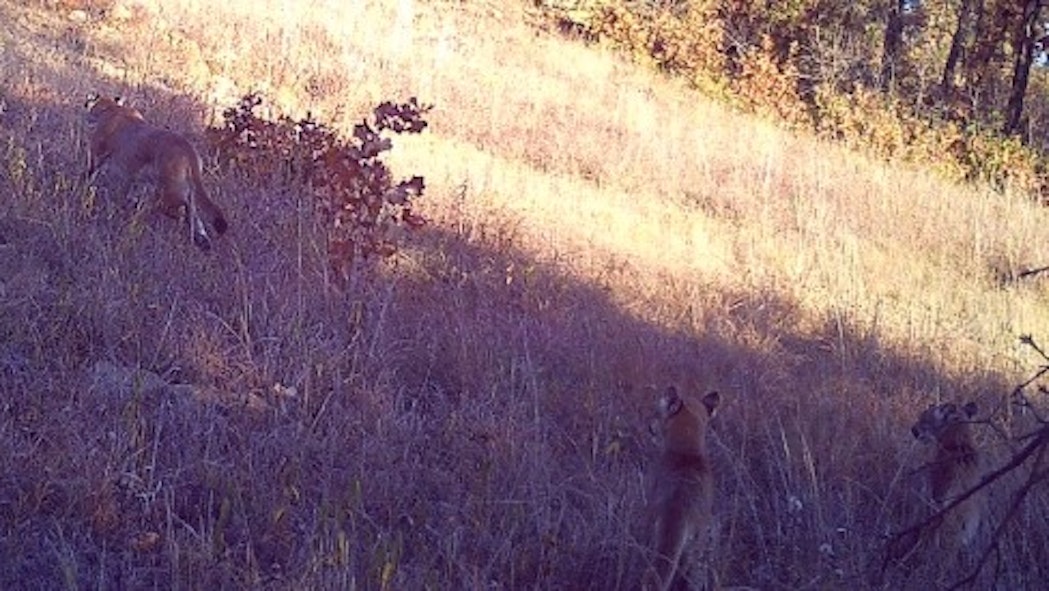 Mountain Lion kittens