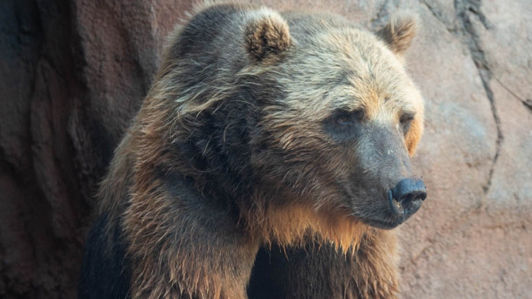 Grizzley bear Will passes away