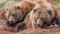 OKC Zoo mourns loss of American grizzly Will