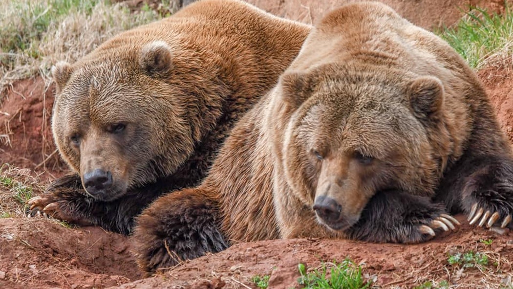 OKC Zoo bears Will and Wiley