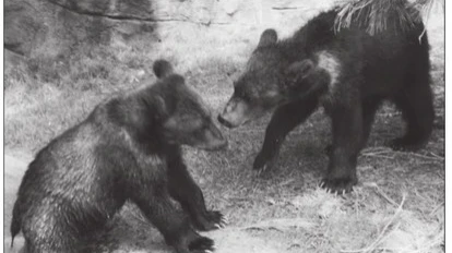 Will and Wiley cubs 