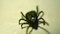 Tick bites on the rise prompt national health alert