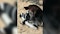 Endangered Okapi calf born at Oklahoma City Zoo