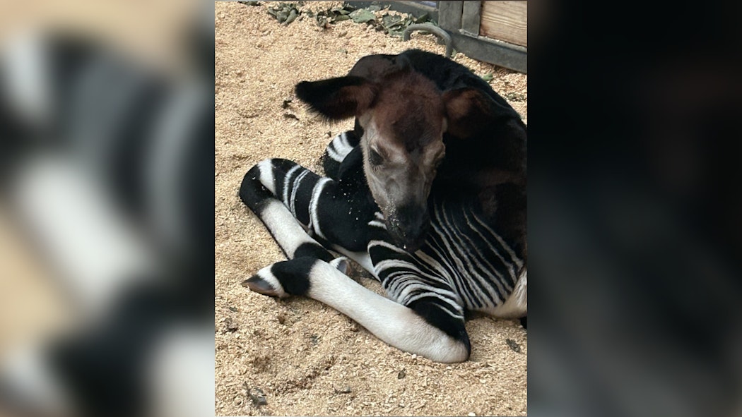 Okapi calf born OKC zoo