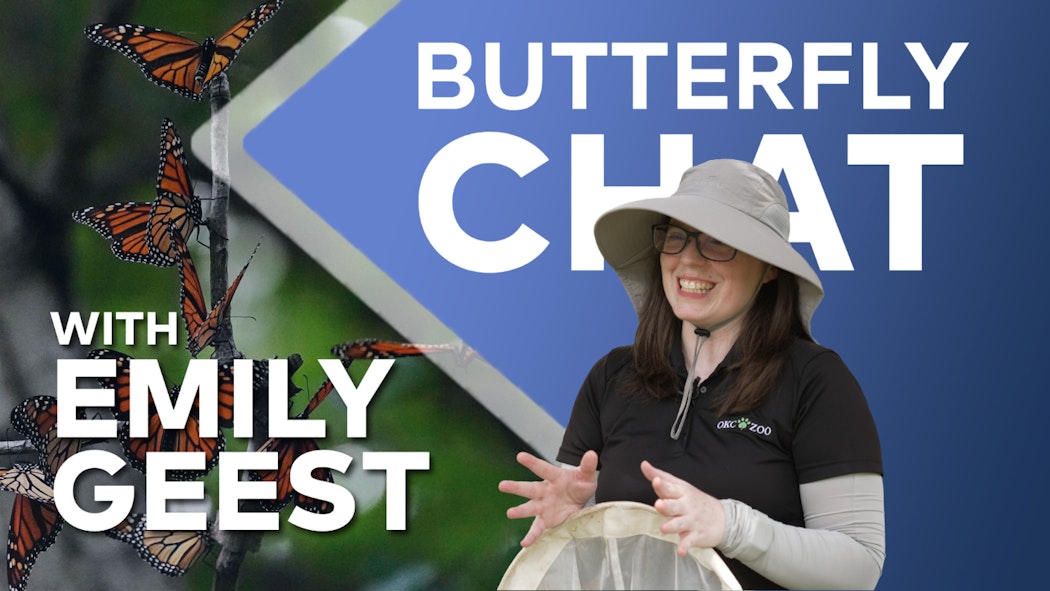 Butterfly Chat with Emily Geest