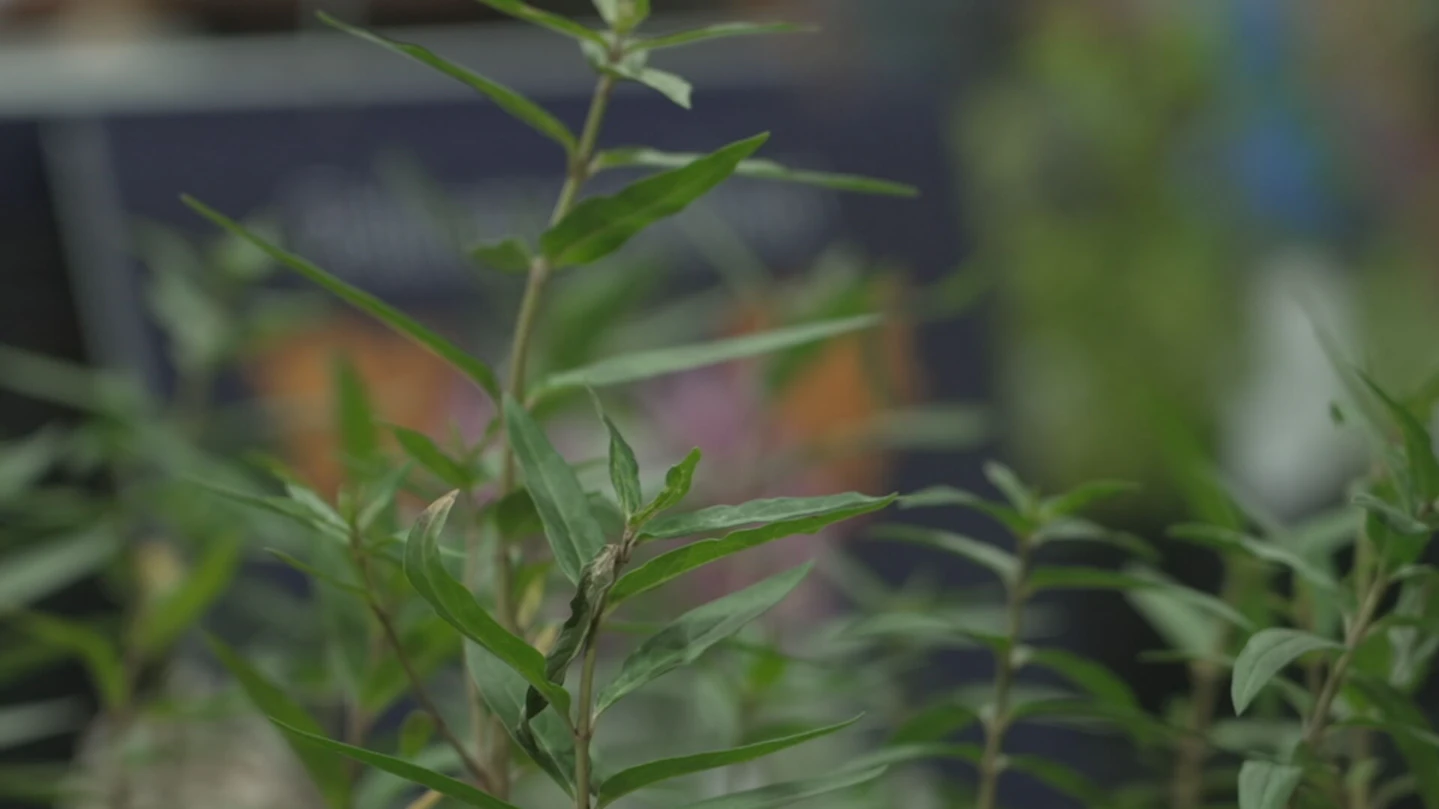 Milkweed plant