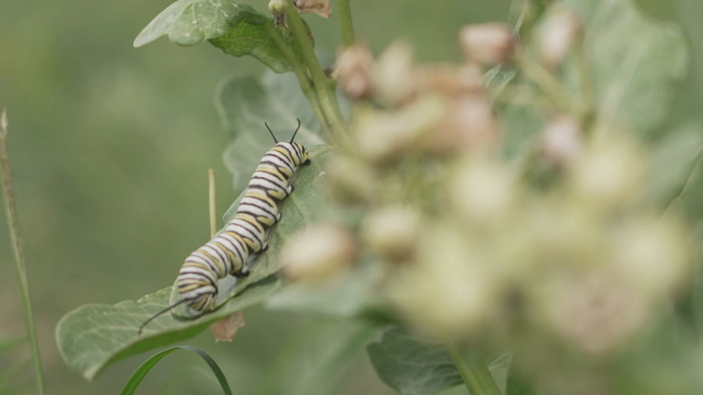Monarch butterfly caterpillar on milkweed plant