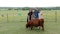 Fall Adventures: Cow cuddles, farm adventures, and Japanese treats in Creek County