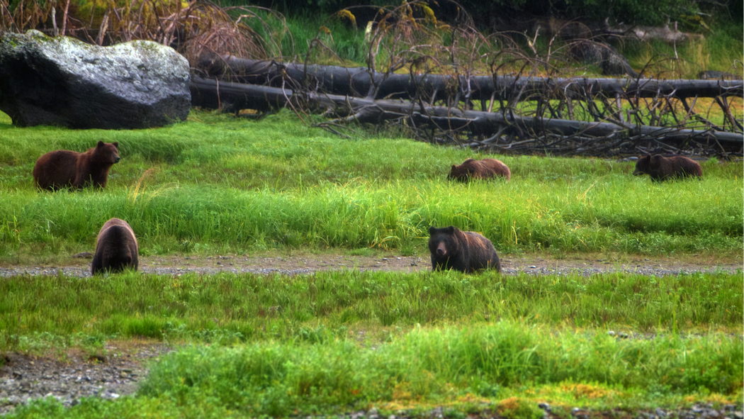 five bears again!