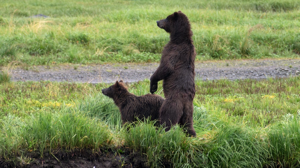 Bears Standing 1
